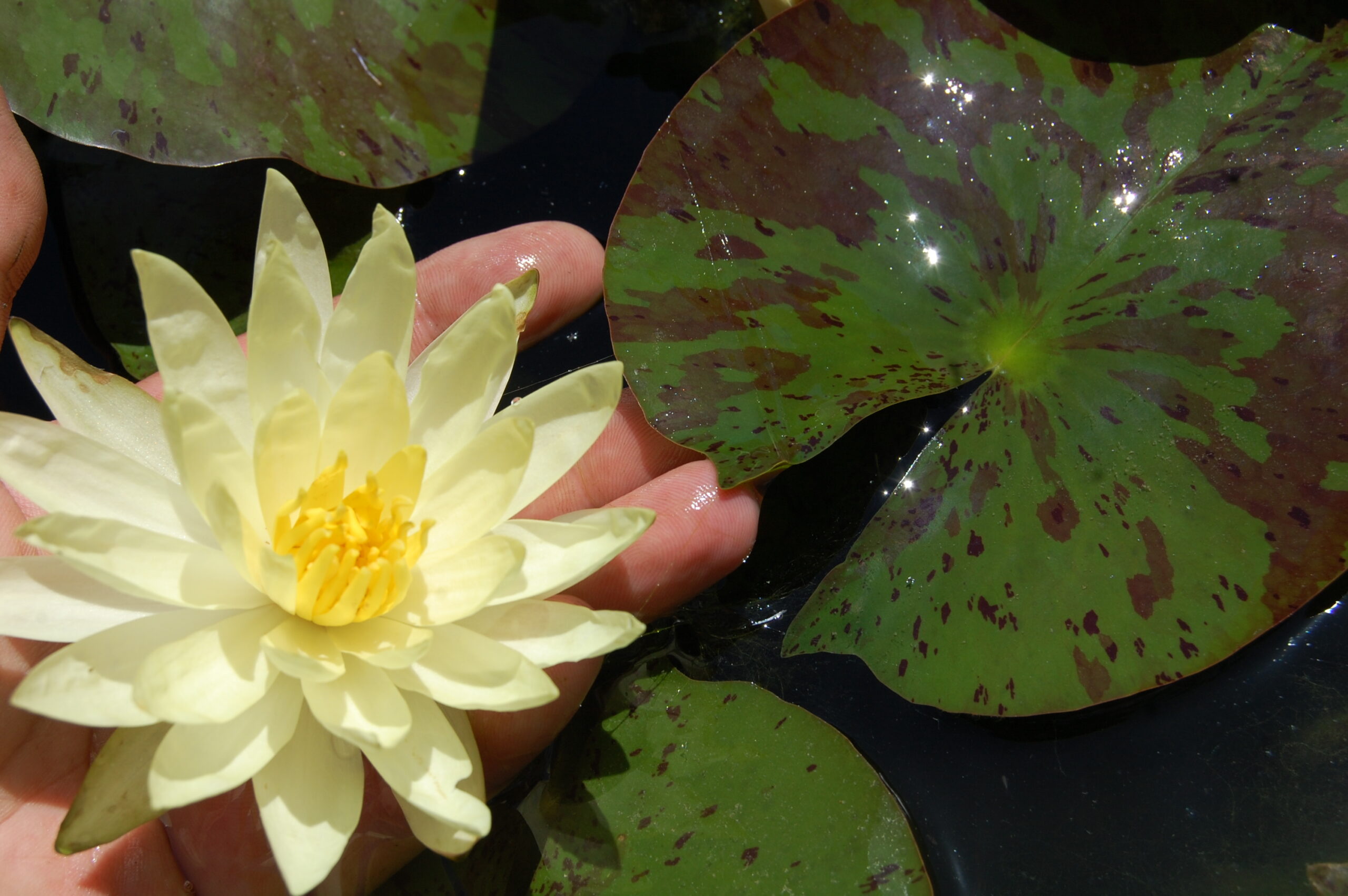 acheter nymphaea Sulphurea Okeechobee for sale buy on line (1)