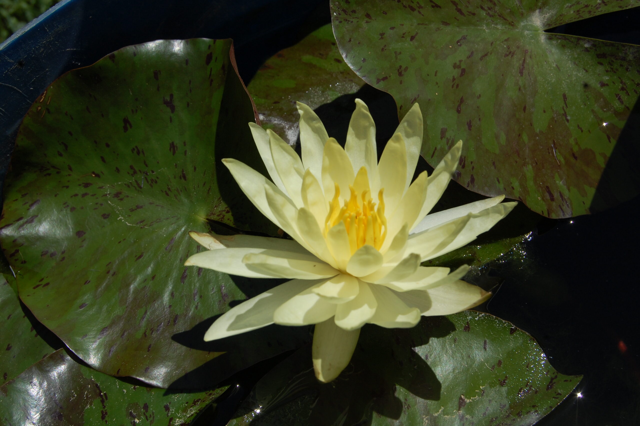 acheter nymphaea Sulphurea Okeechobee for sale buy on line (2)