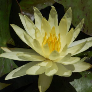acheter nymphaea Sulphurea Okeechobee for sale buy on line (3)