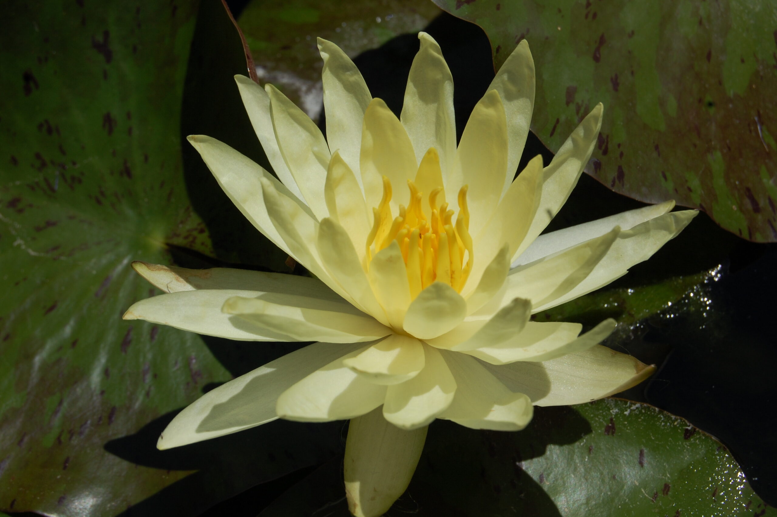 acheter nymphaea Sulphurea Okeechobee for sale buy on line (3)