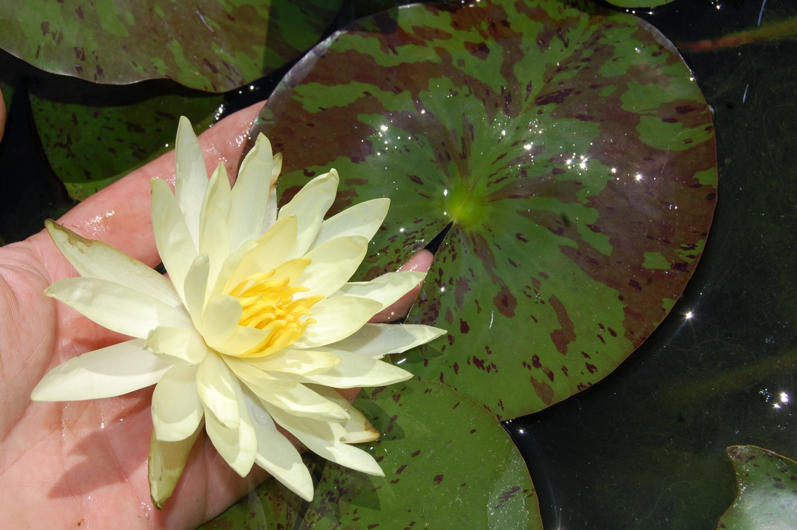 acheter nymphaea Sulphurea Okeechobee for sale buy on line (4)