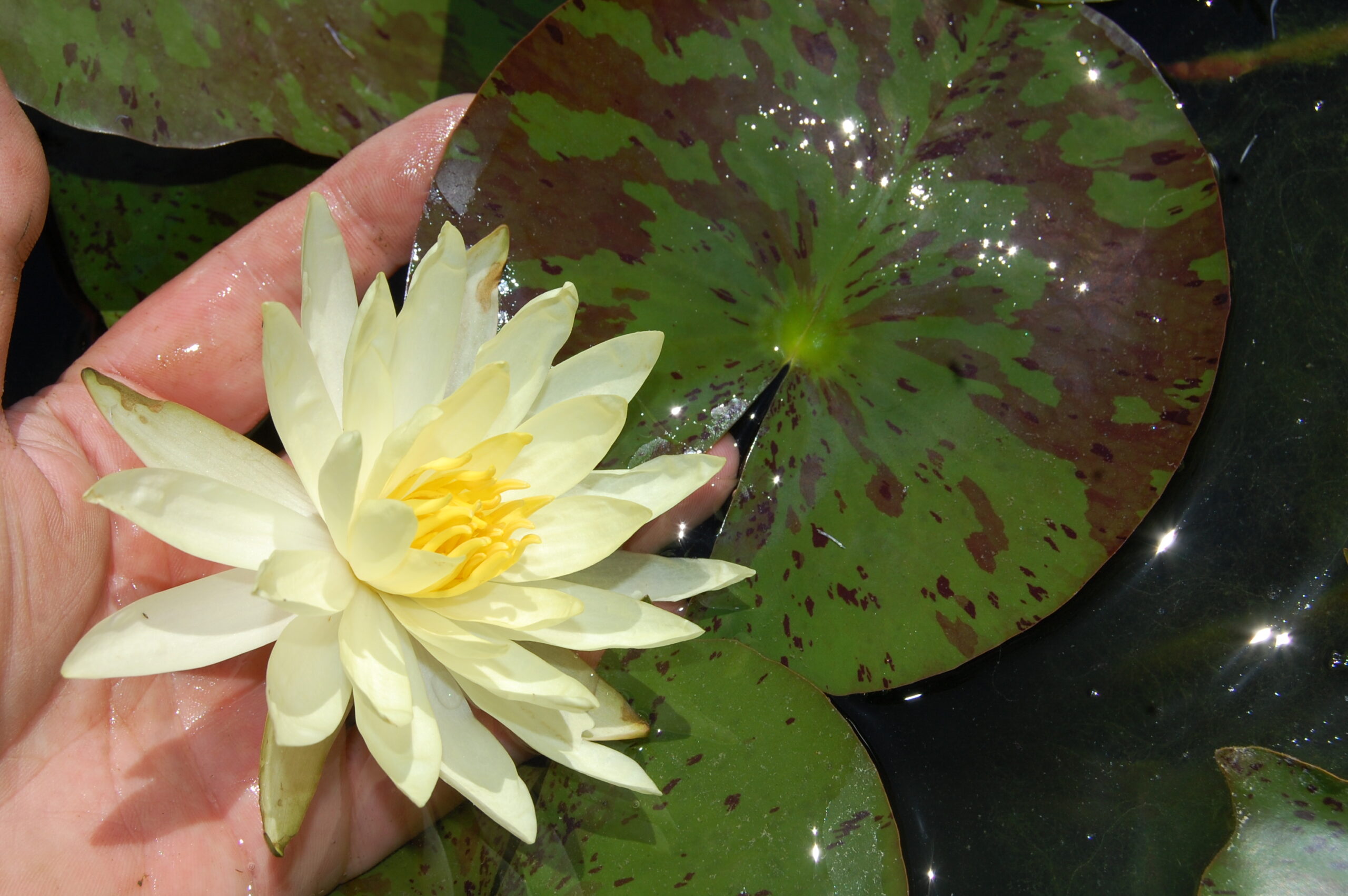 acheter nymphaea Sulphurea Okeechobee for sale buy on line (5)