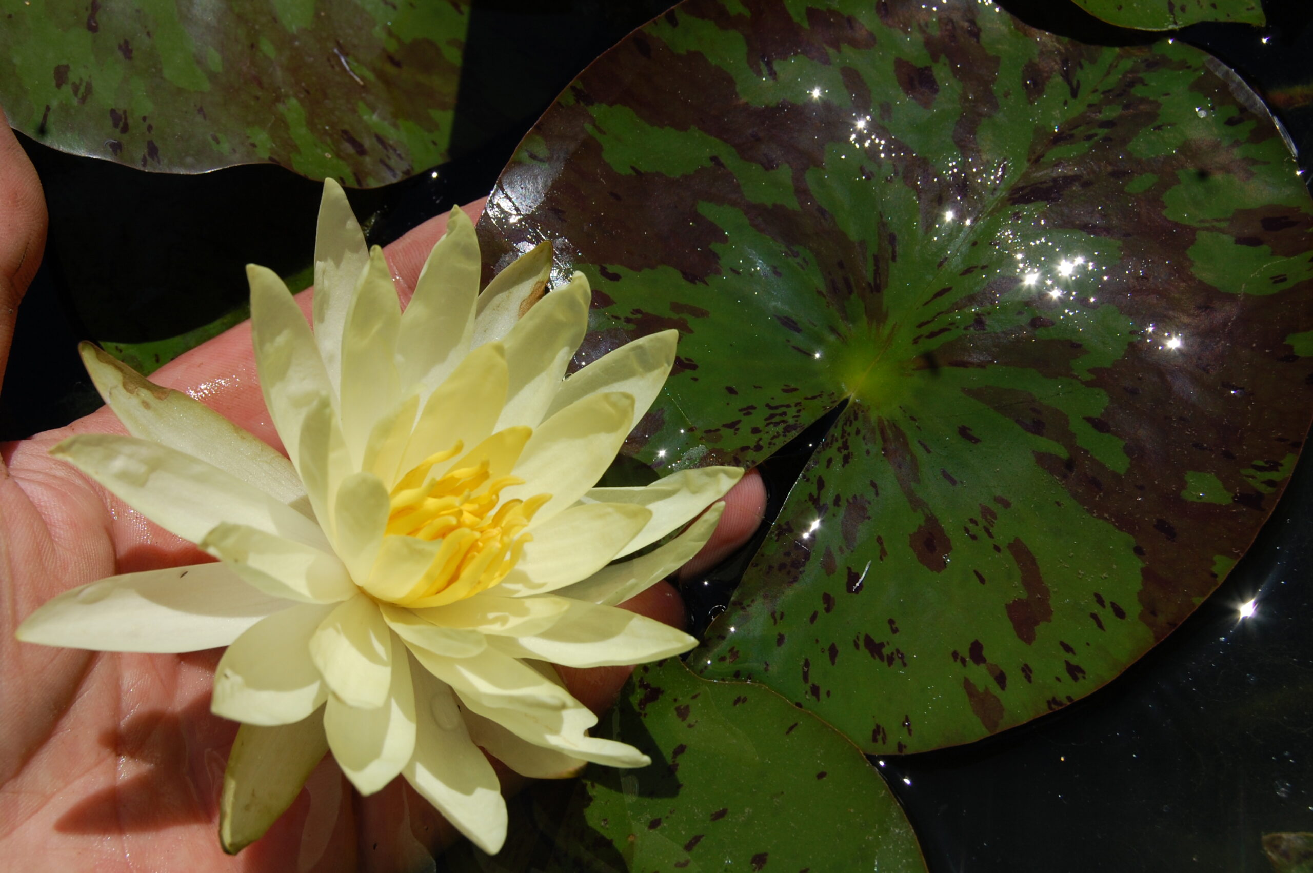 acheter nymphaea Sulphurea Okeechobee for sale buy on line (6)