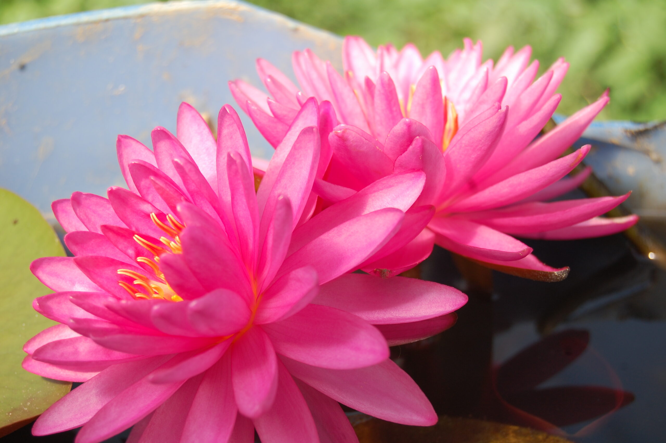 acheter nymphaea Suzanne for sale buy on line (10) Copie