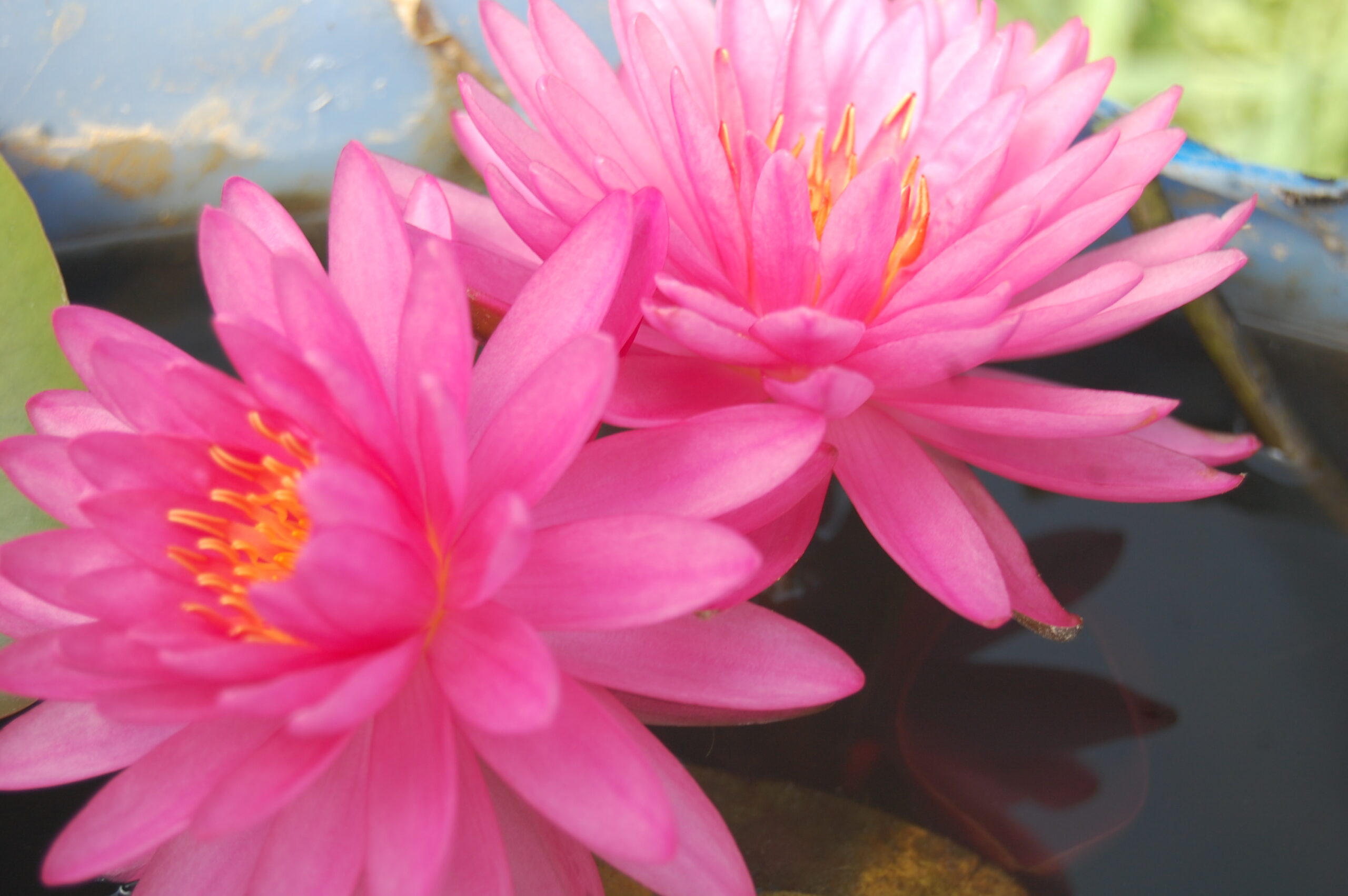 acheter nymphaea Suzanne for sale buy on line (15) Copie