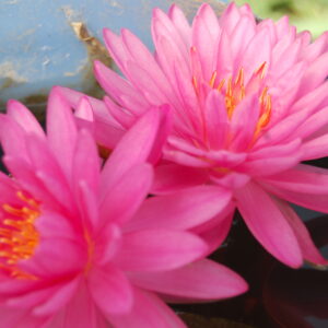 acheter nymphaea Suzanne for sale buy on line (16) Copie