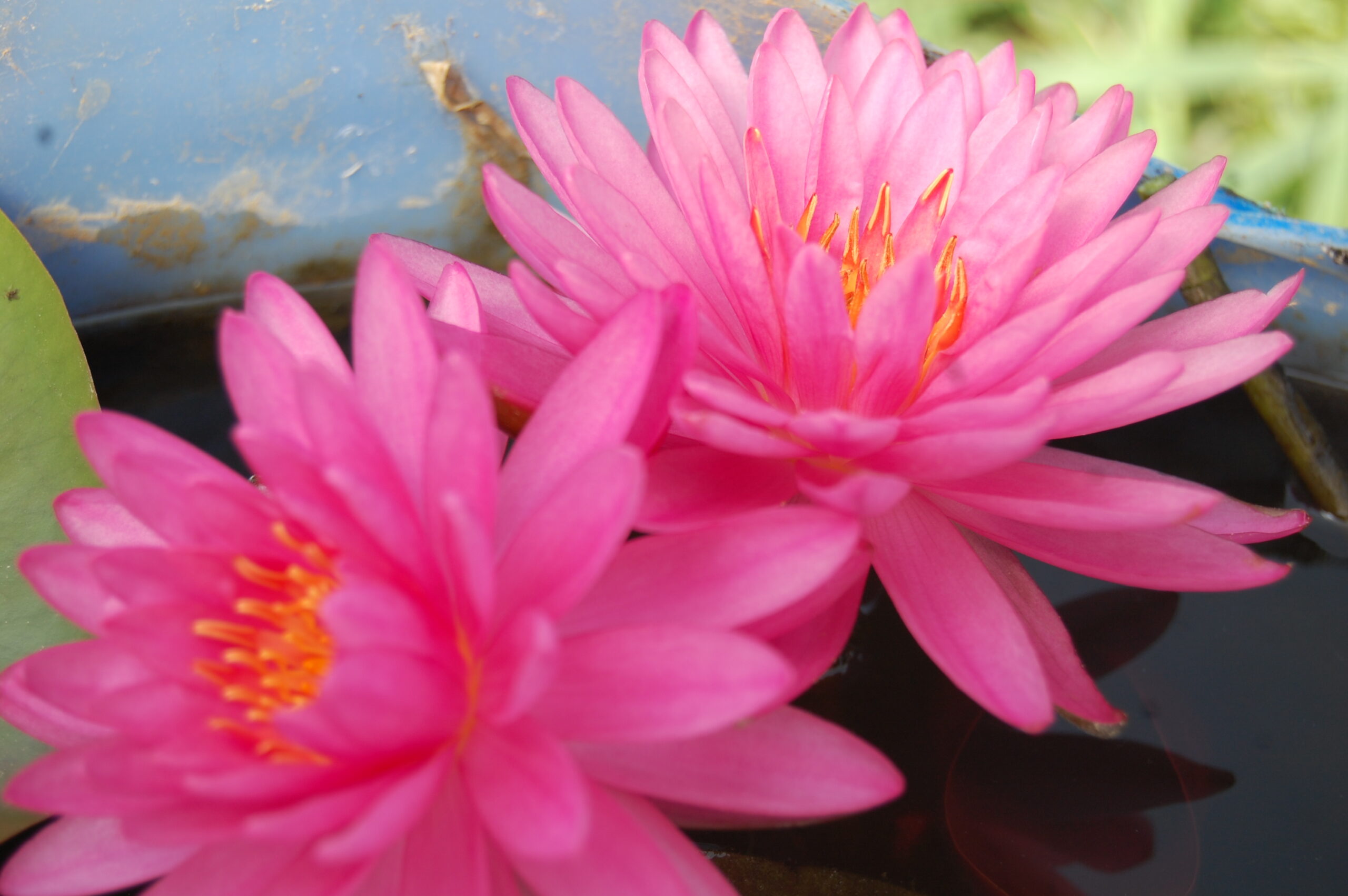 acheter nymphaea Suzanne for sale buy on line (16) Copie