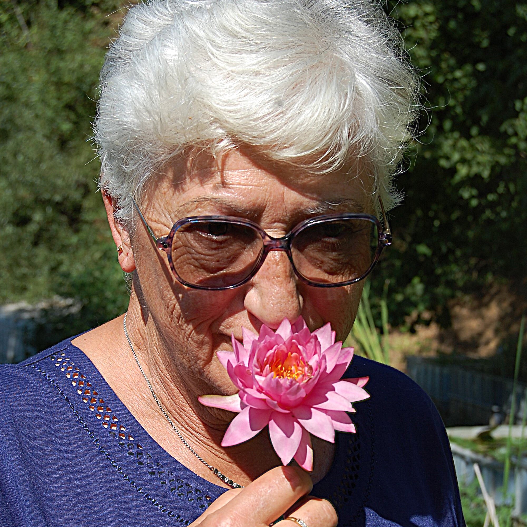 acheter nymphaea Suzanne for sale buy on line (19) Copie