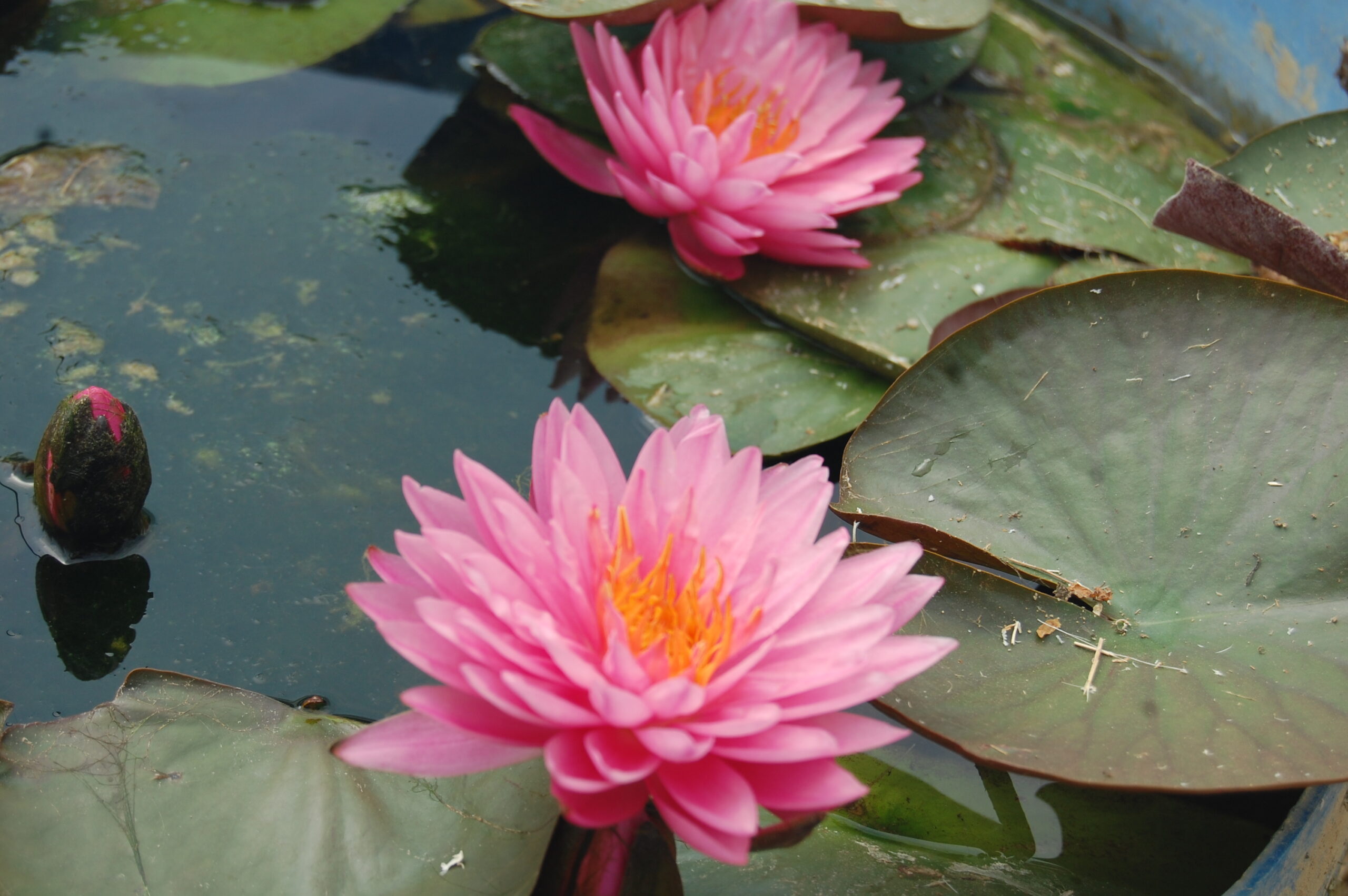 acheter nymphaea Suzanne for sale buy on line (4)