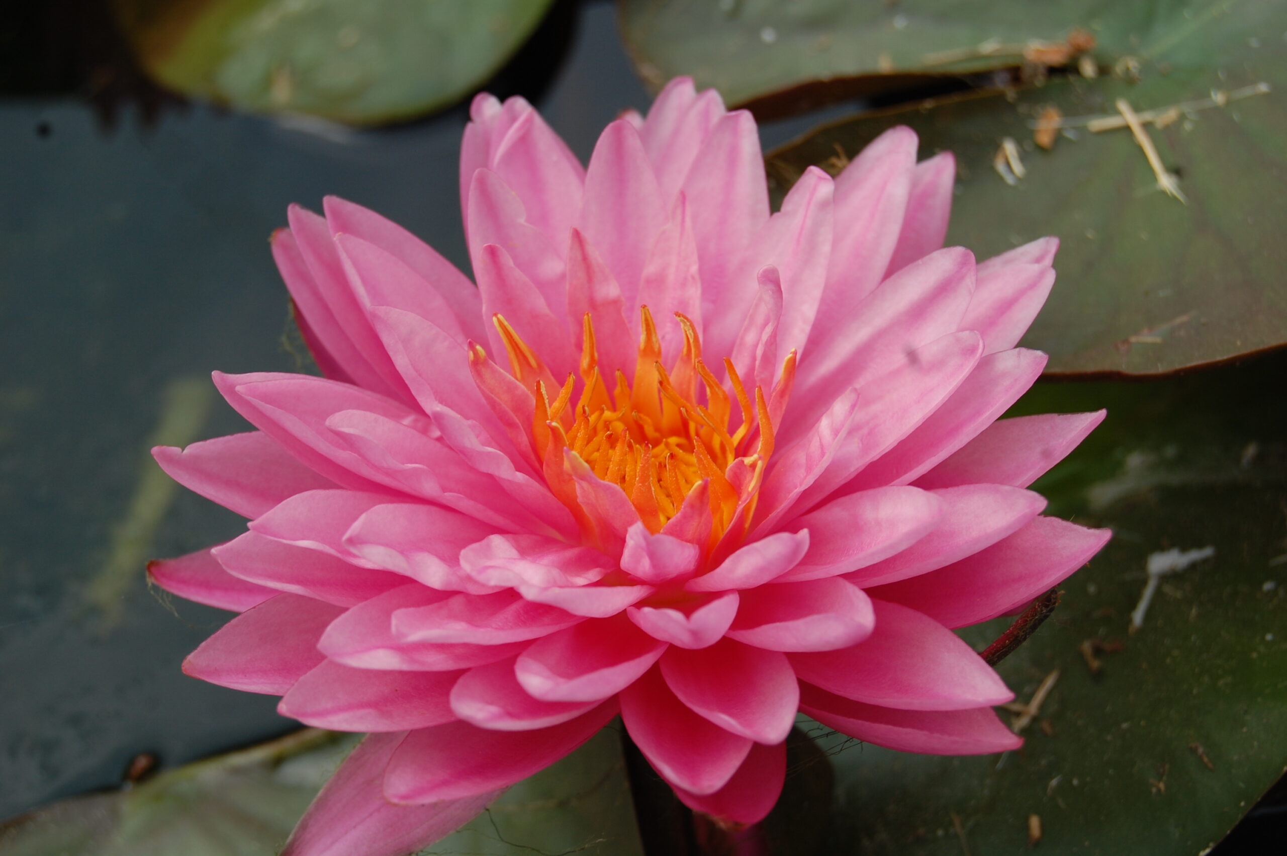 acheter nymphaea Suzanne for sale buy on line (5)