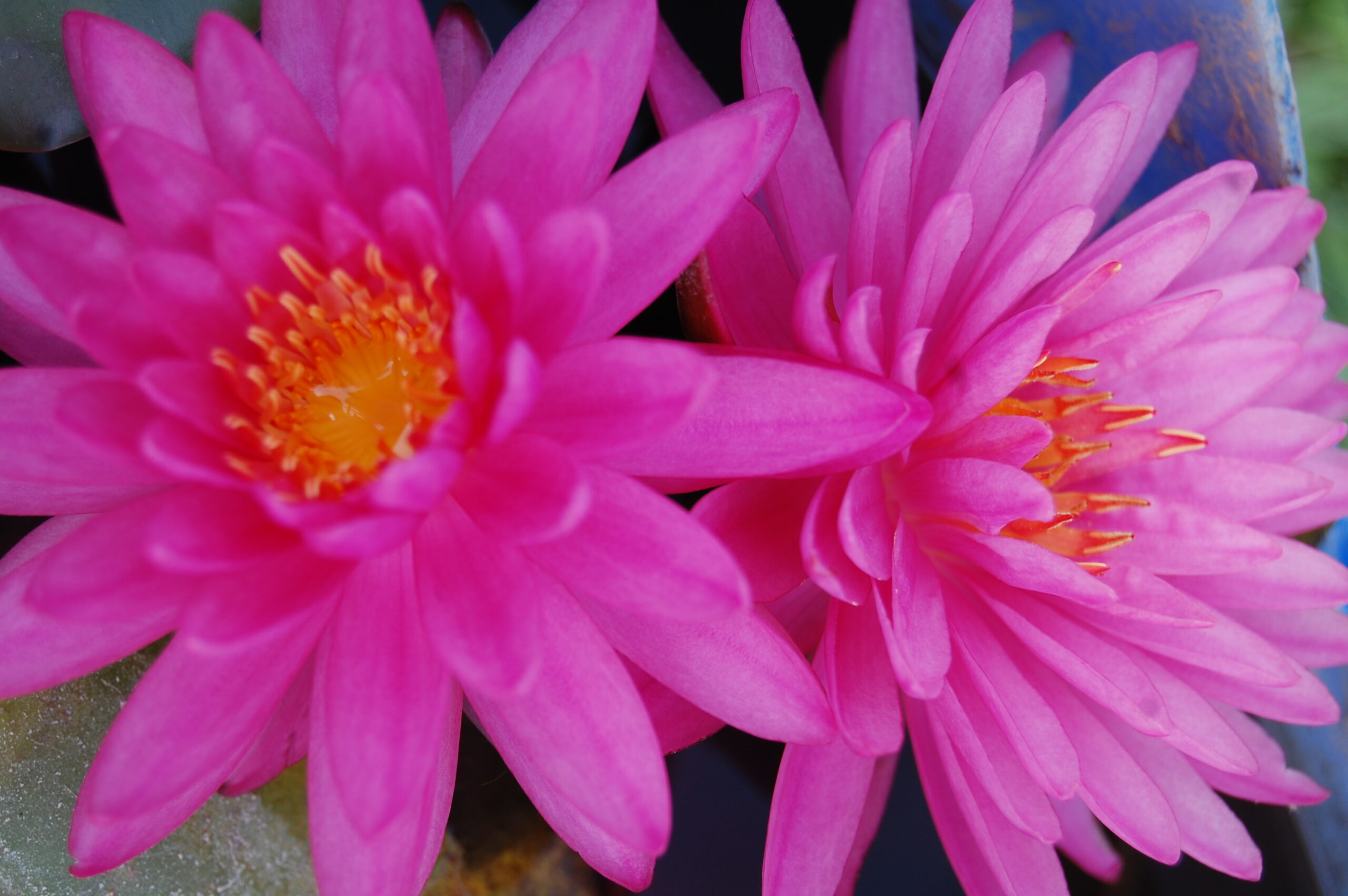 acheter nymphaea Suzanne for sale buy on line (9) Copie
