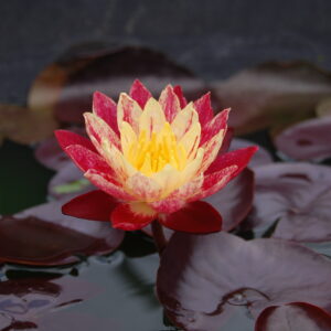 acheter nymphaea ring of fire for sale buy on line (1)