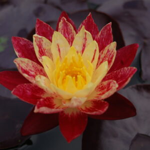 acheter nymphaea ring of fire for sale buy on line (2)