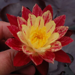 acheter nymphaea ring of fire for sale buy on line (3)
