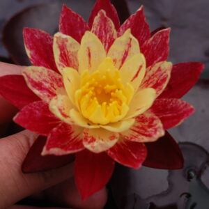 acheter nymphaea ring of fire for sale buy on line (4)