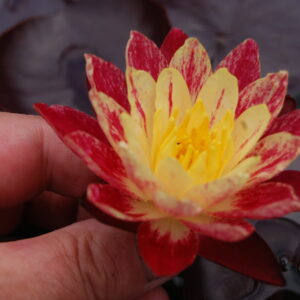 acheter nymphaea ring of fire for sale buy on line (5)