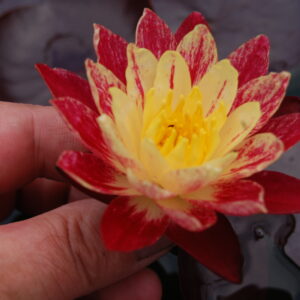 acheter nymphaea ring of fire for sale buy on line (6)