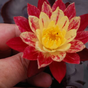 acheter nymphaea ring of fire for sale buy on line (7)