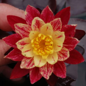 acheter nymphaea ring of fire for sale buy on line (8)