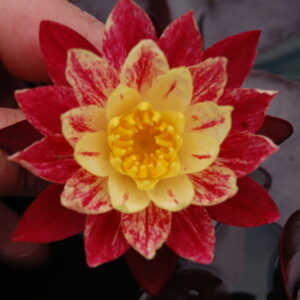 acheter nymphaea ring of fire for sale buy on line (9)