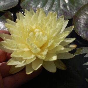 acheter nymphaea sri nuan for sale buy on line (12)
