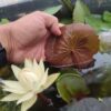 acheter Hydrocalis Rudgeana for sale buy on line (3)