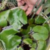 acheter Hydrocalis Rudgeana for sale buy on line (4)