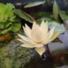 acheter Hydrocalis Rudgeana for sale buy on line (5)