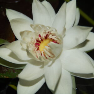 Acheter Nymphaea sp. Puerto Maldonado Peru for sale buy on line (2)
