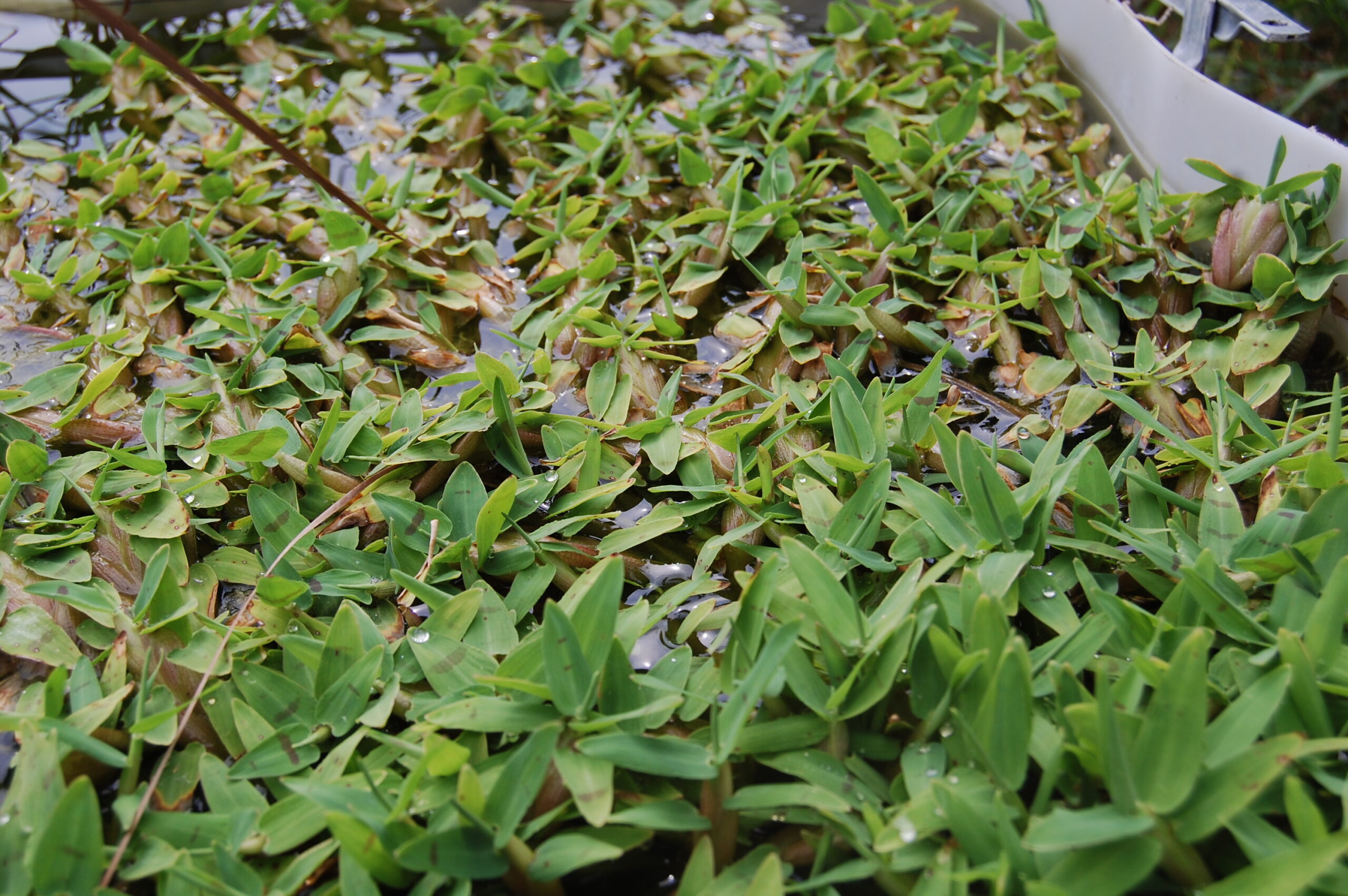 acheter Hygroryza Aristata for sale buy on line (6)