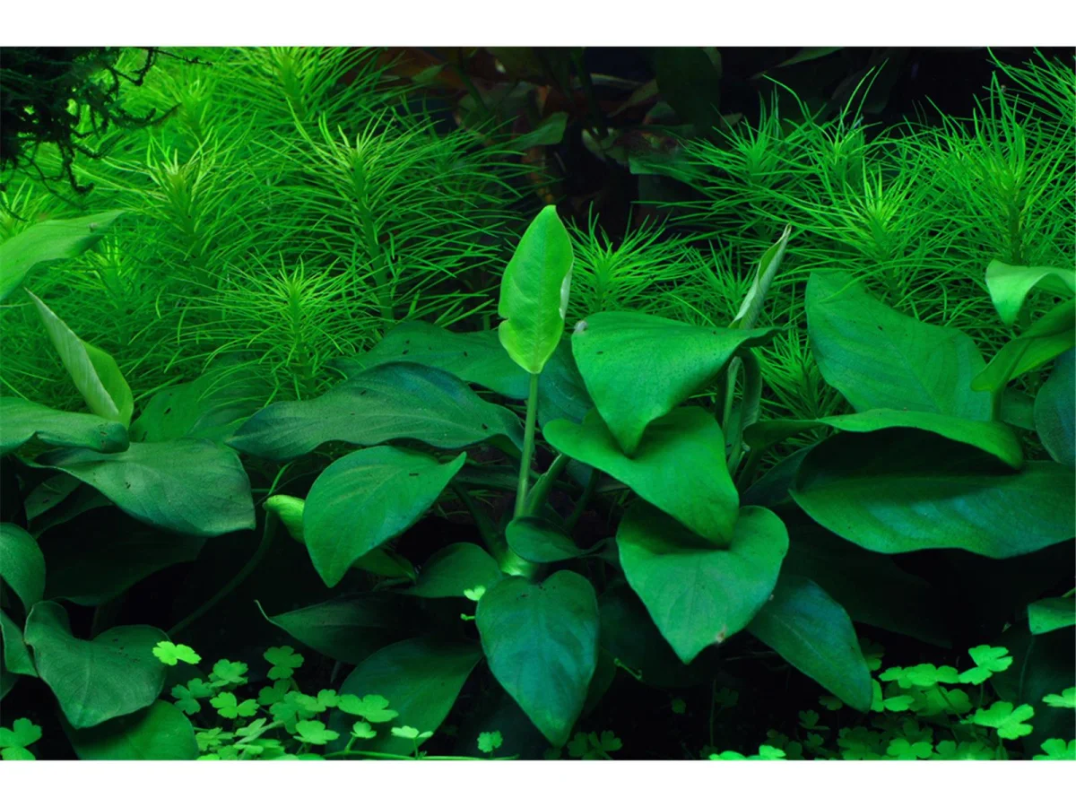 anubias barteri nana~3
