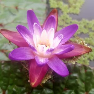 acheter Euryale Ferox for sale buy on line (12)