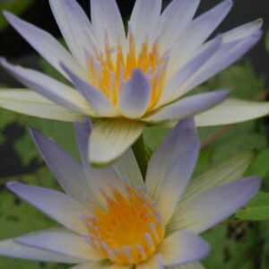 acheter nymphaea Blue Beauty for sale buy on line (1)