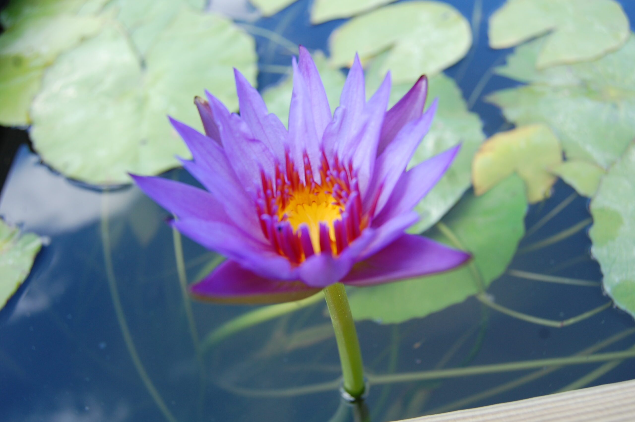 acheter nymphaea Rhonda Kay for sale buy on line (1)