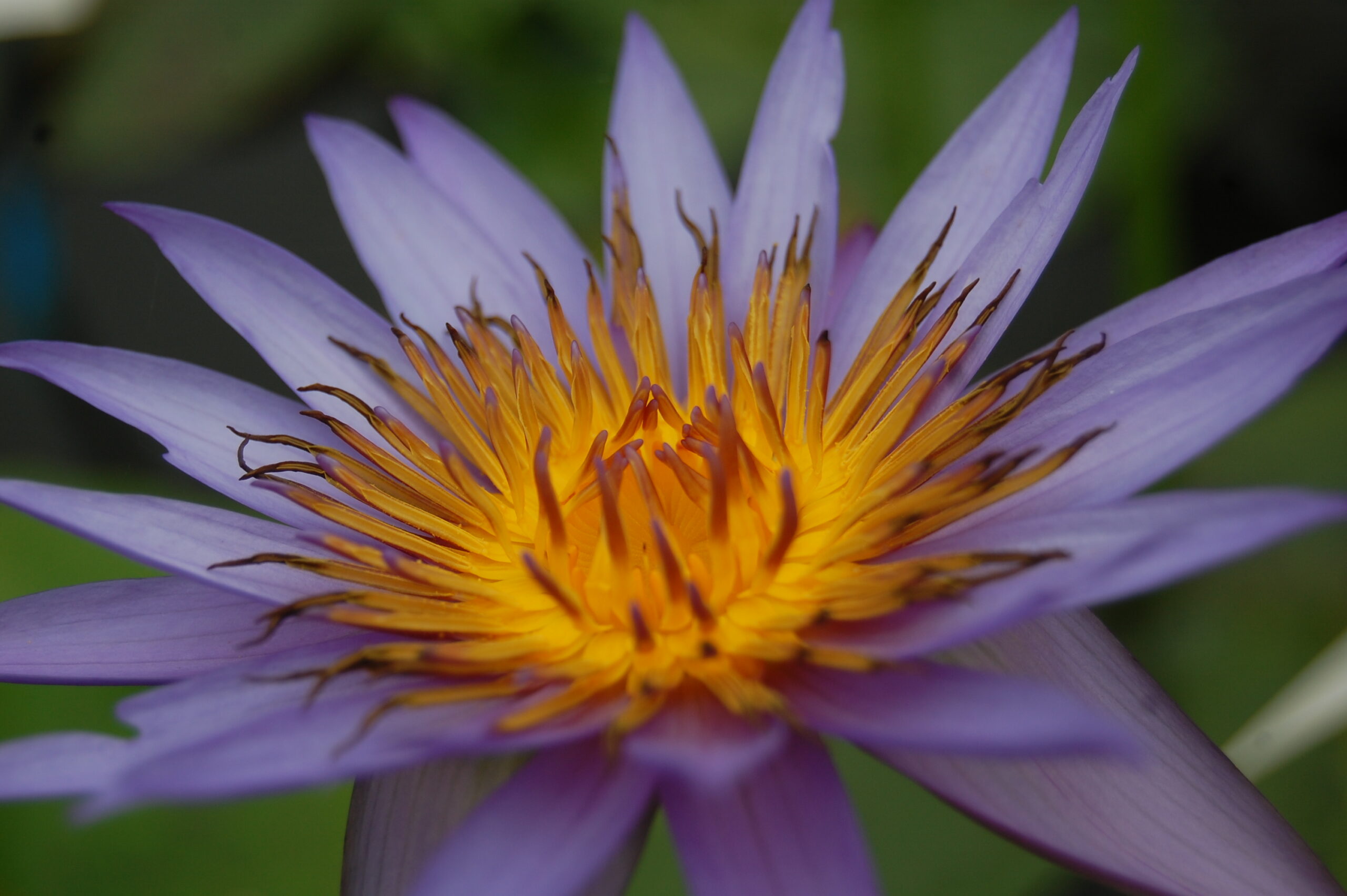 acheter nymphaea Rhonda Kay for sale buy on line (10)