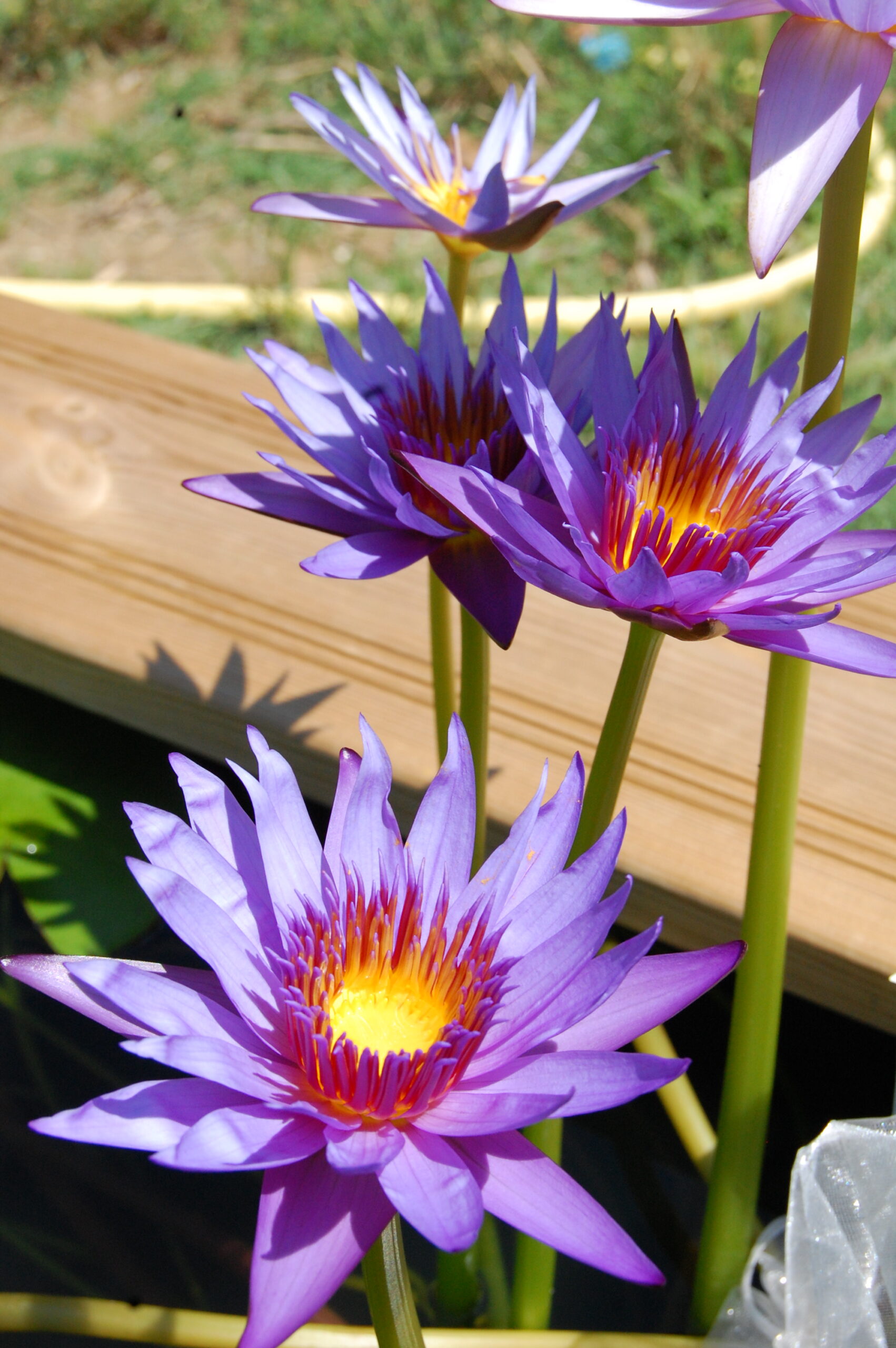 acheter nymphaea Rhonda Kay for sale buy on line (13)