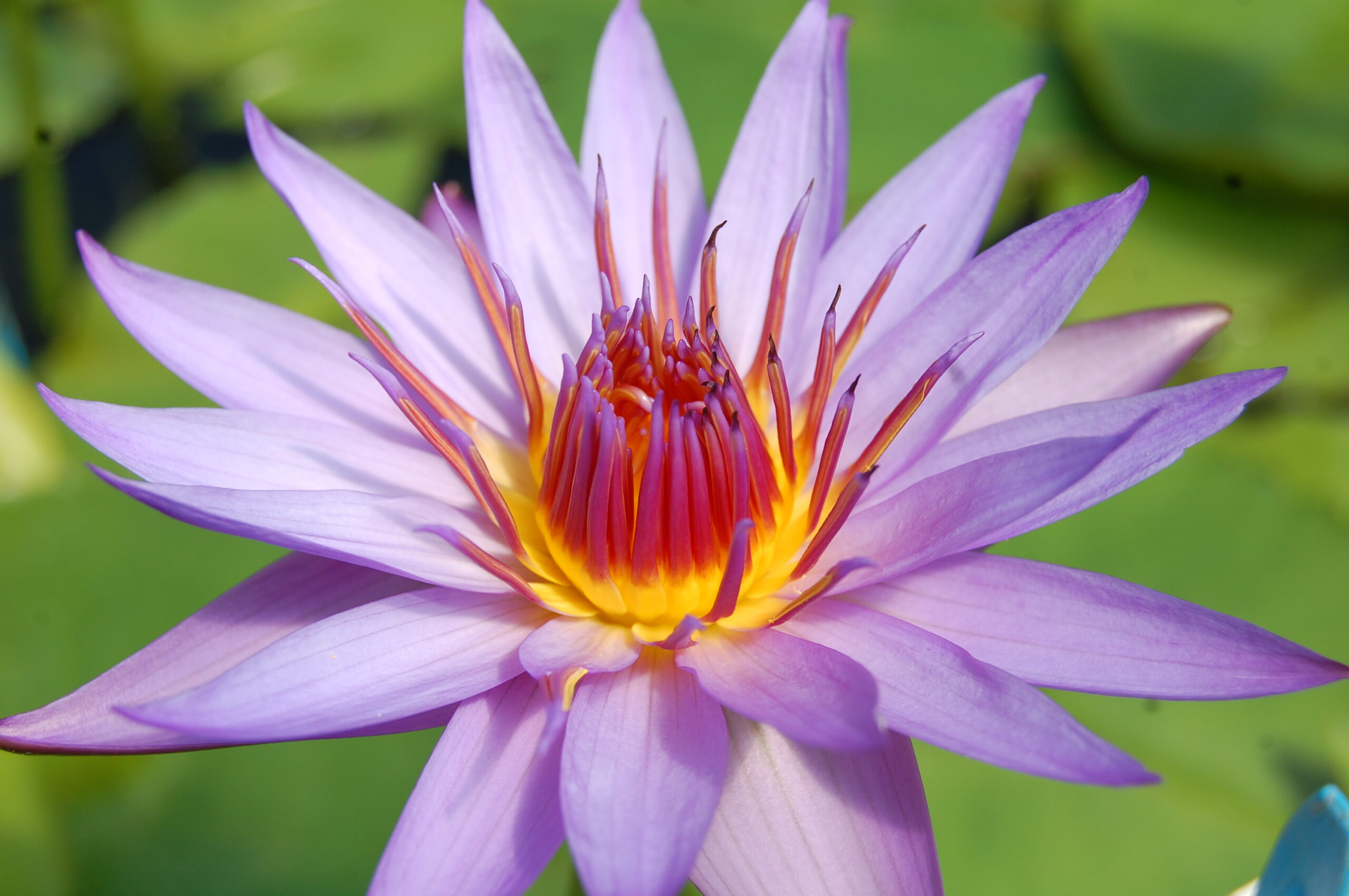 acheter nymphaea Rhonda Kay for sale buy on line (15)