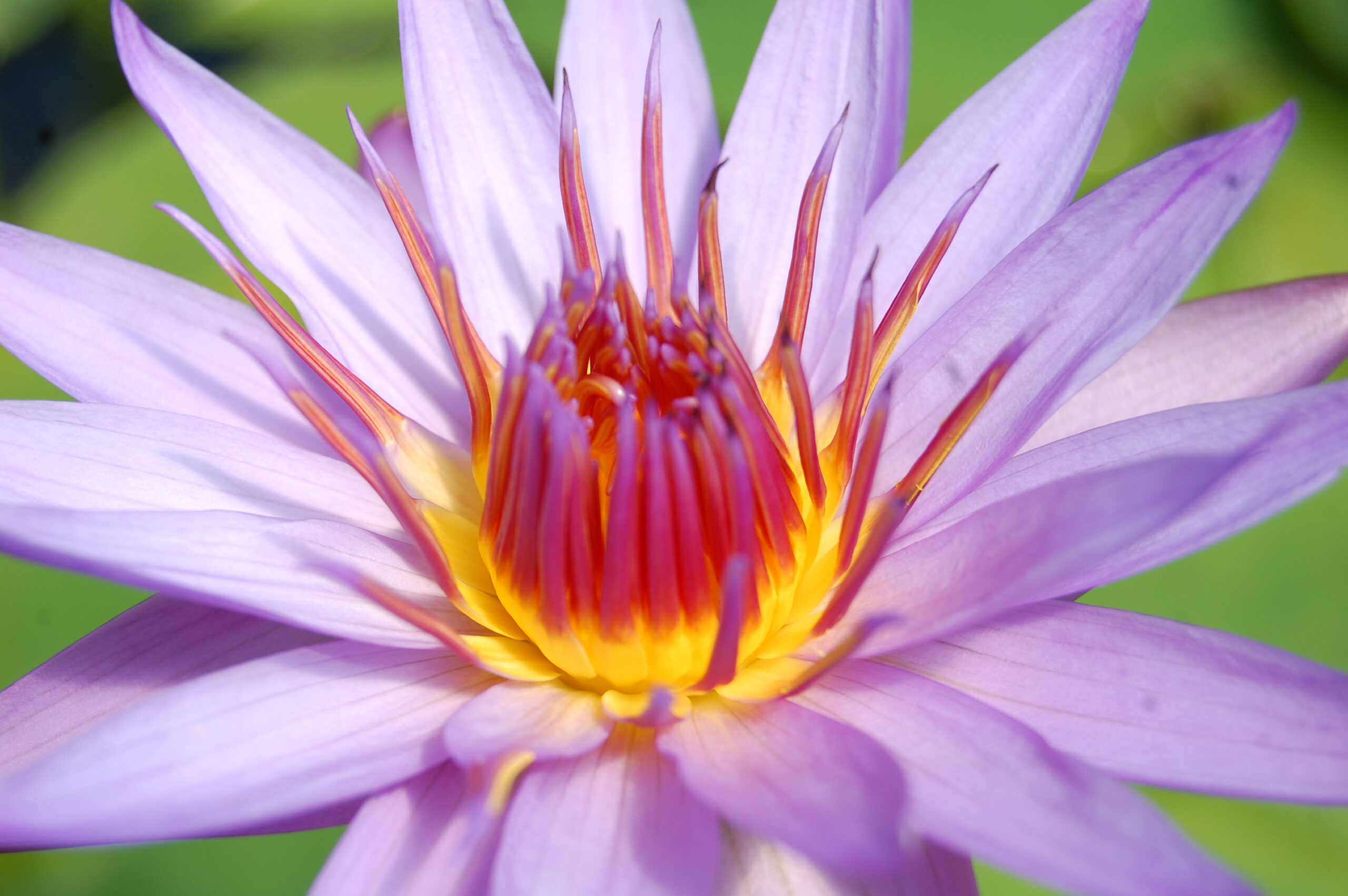 acheter nymphaea Rhonda Kay for sale buy on line (16)