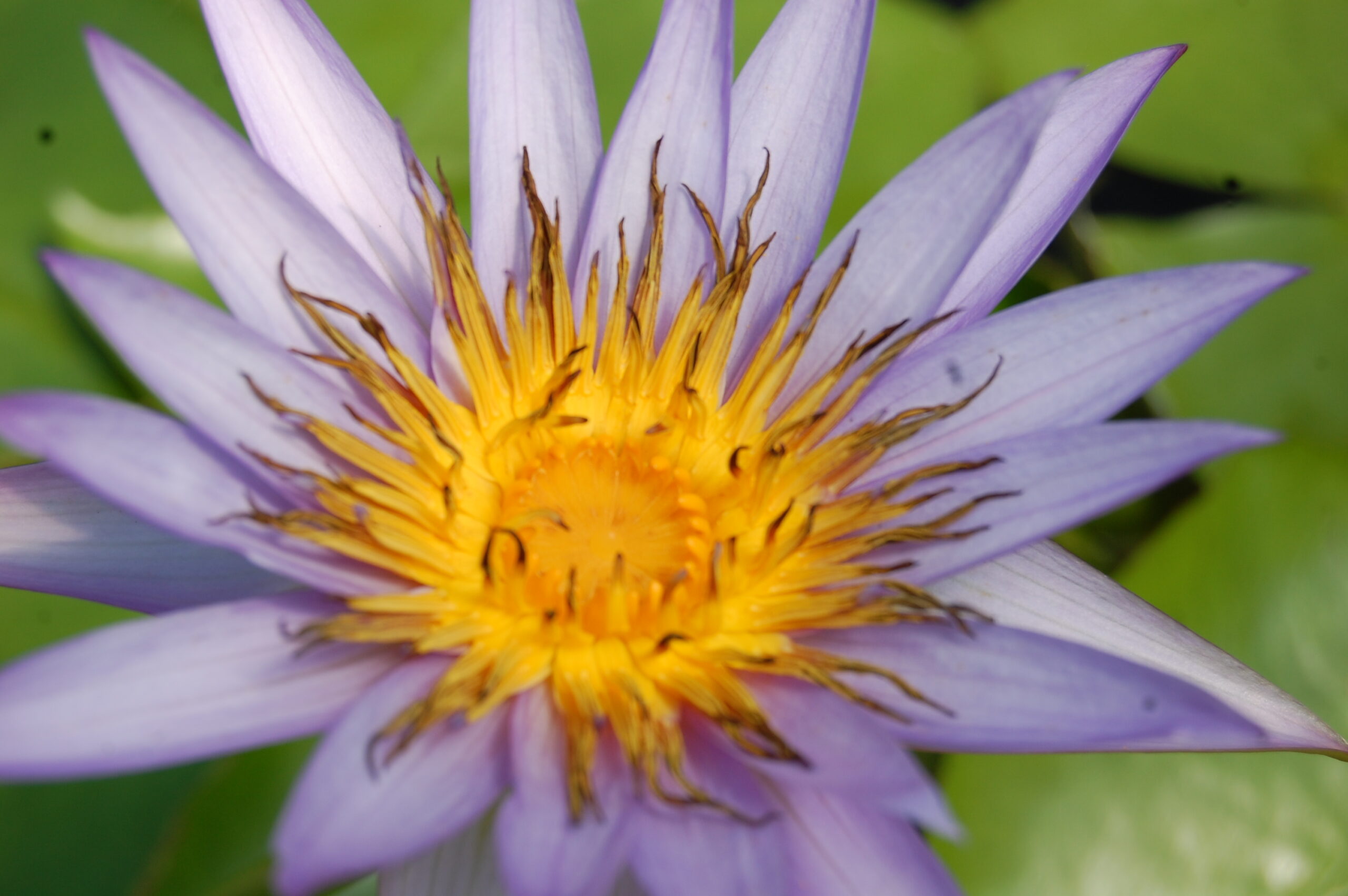 acheter nymphaea Rhonda Kay for sale buy on line (17)