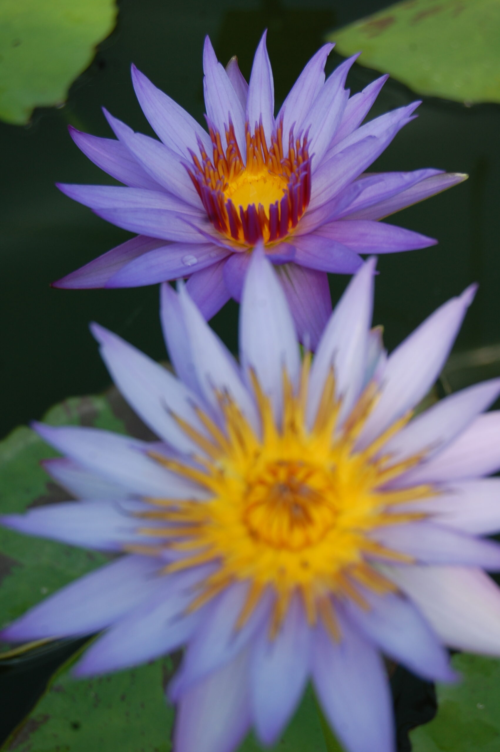 acheter nymphaea Rhonda Kay for sale buy on line (19)