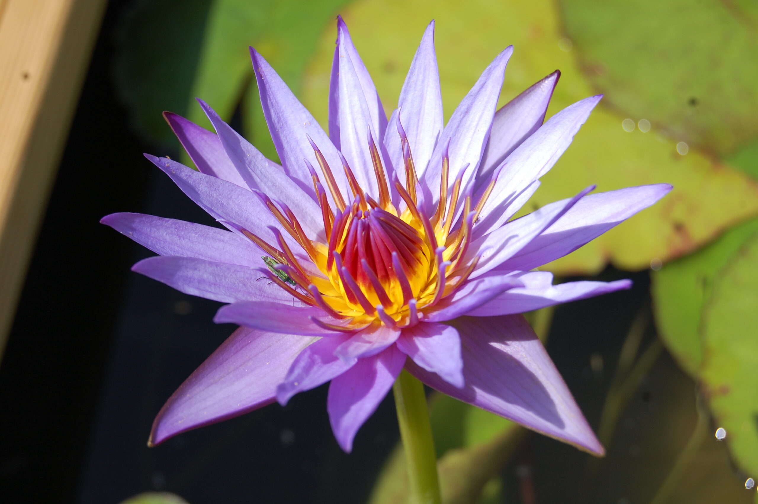 acheter nymphaea Rhonda Kay for sale buy on line (2)