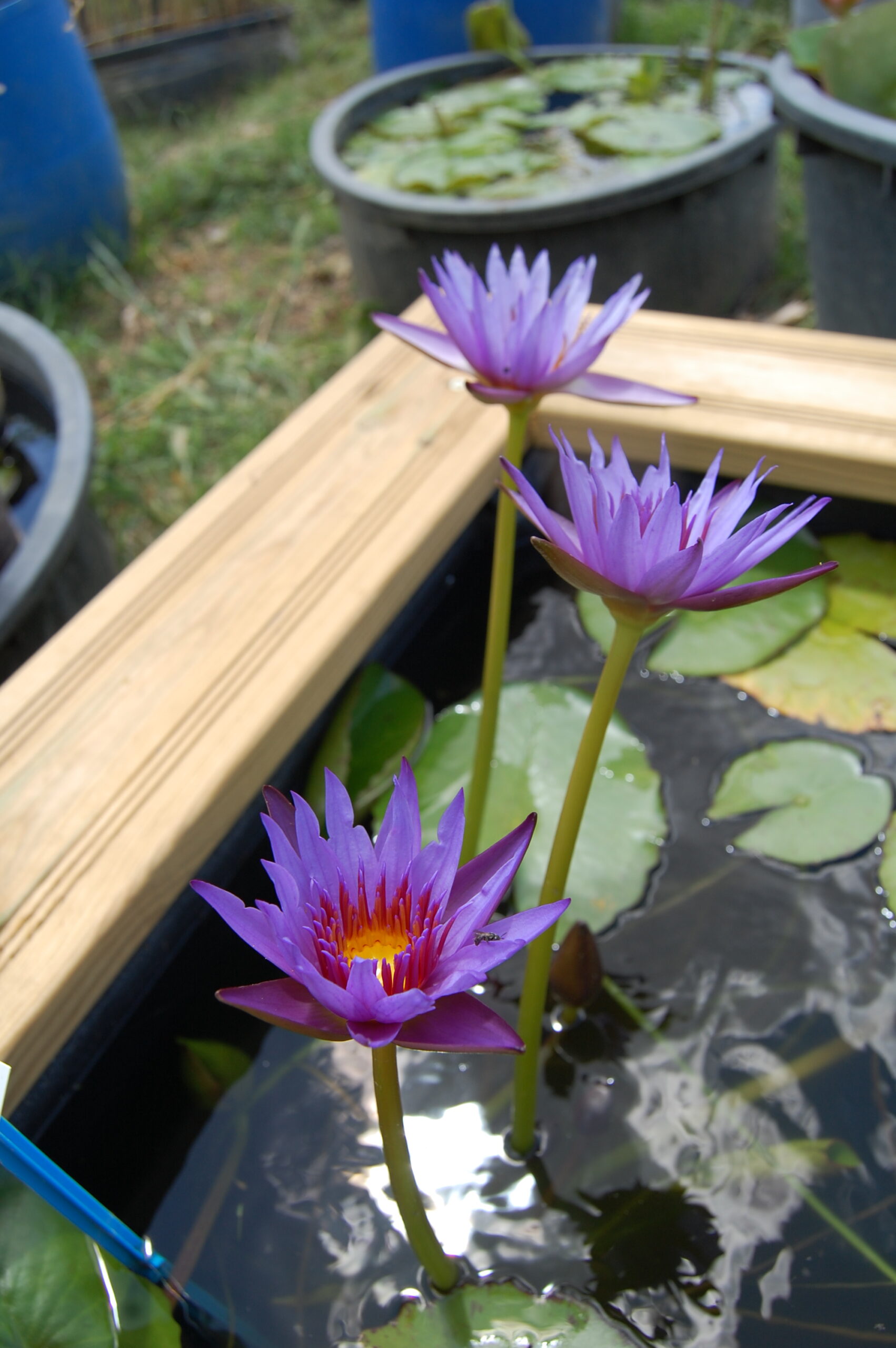 acheter nymphaea Rhonda Kay for sale buy on line (3)