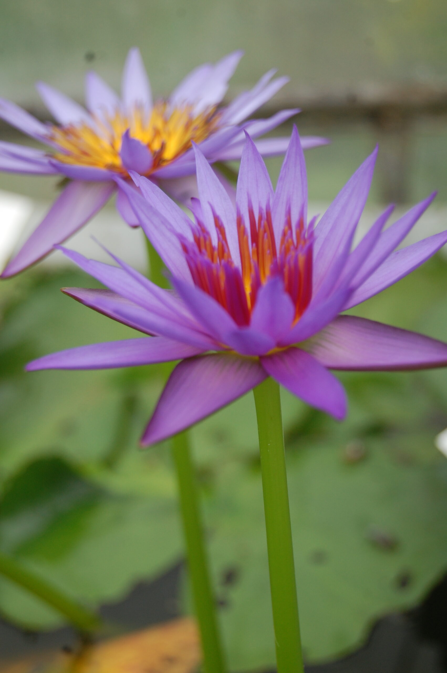 acheter nymphaea Rhonda Kay for sale buy on line (7)