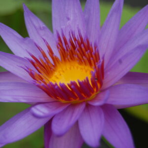 acheter nymphaea Rhonda Kay for sale buy on line (8)