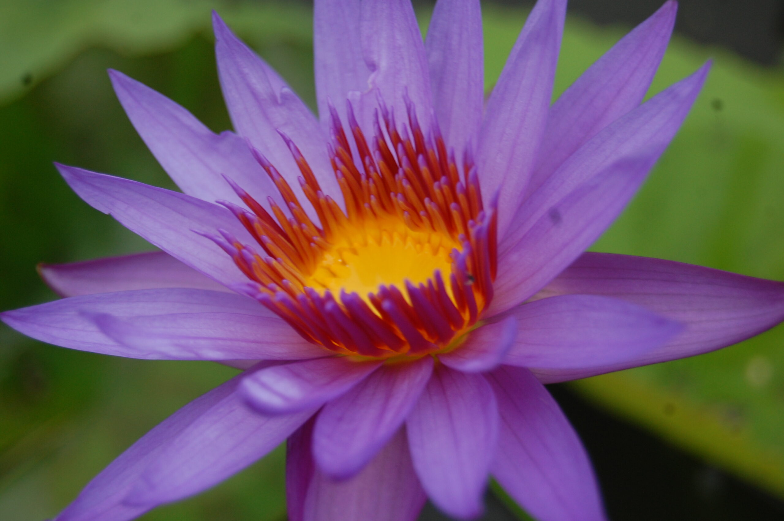 acheter nymphaea Rhonda Kay for sale buy on line (8)