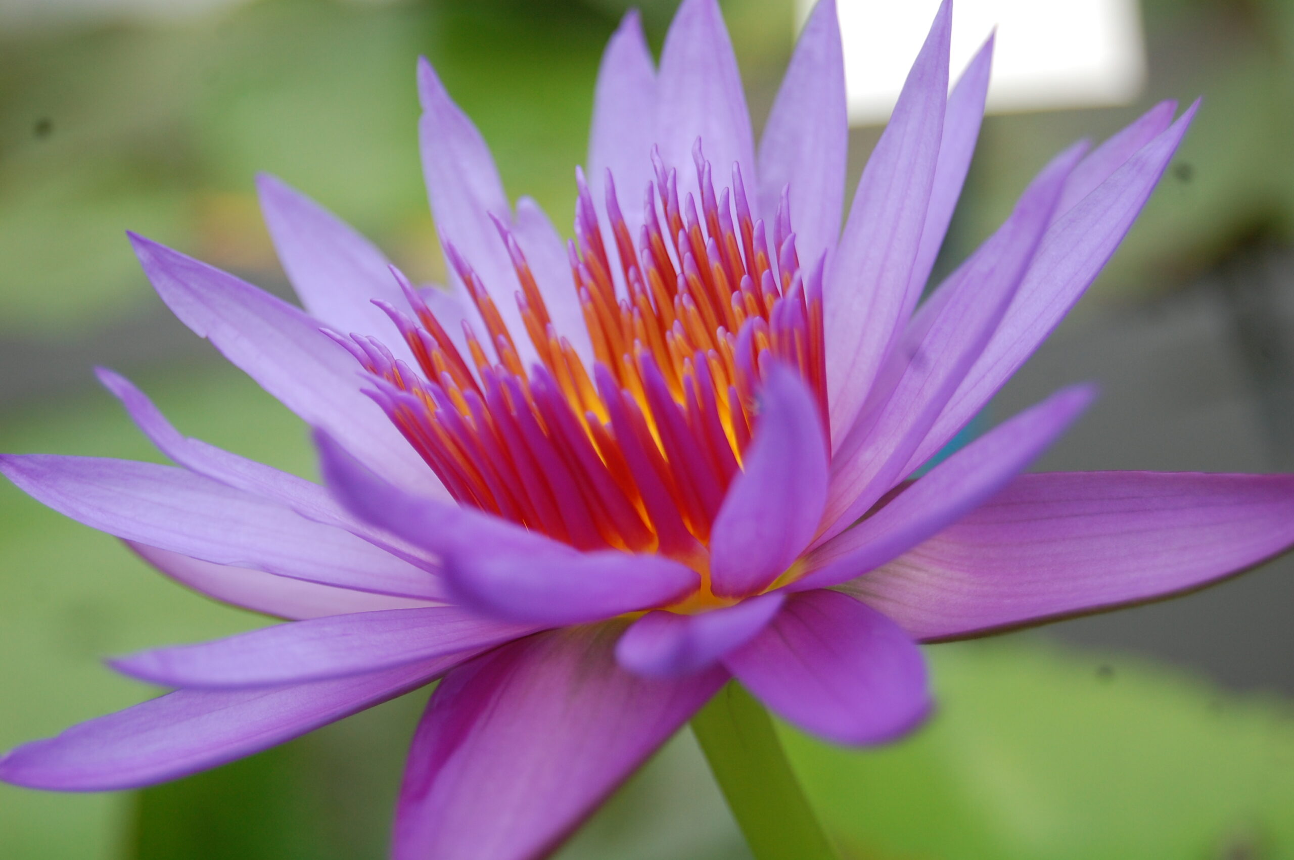 acheter nymphaea Rhonda Kay for sale buy on line (9)
