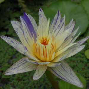 acheter nymphaea Suwanna Blue for sale buy on line (32)