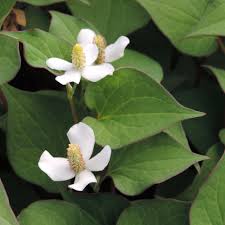 acheter Houttunia Cordata for sale buy on line (2)