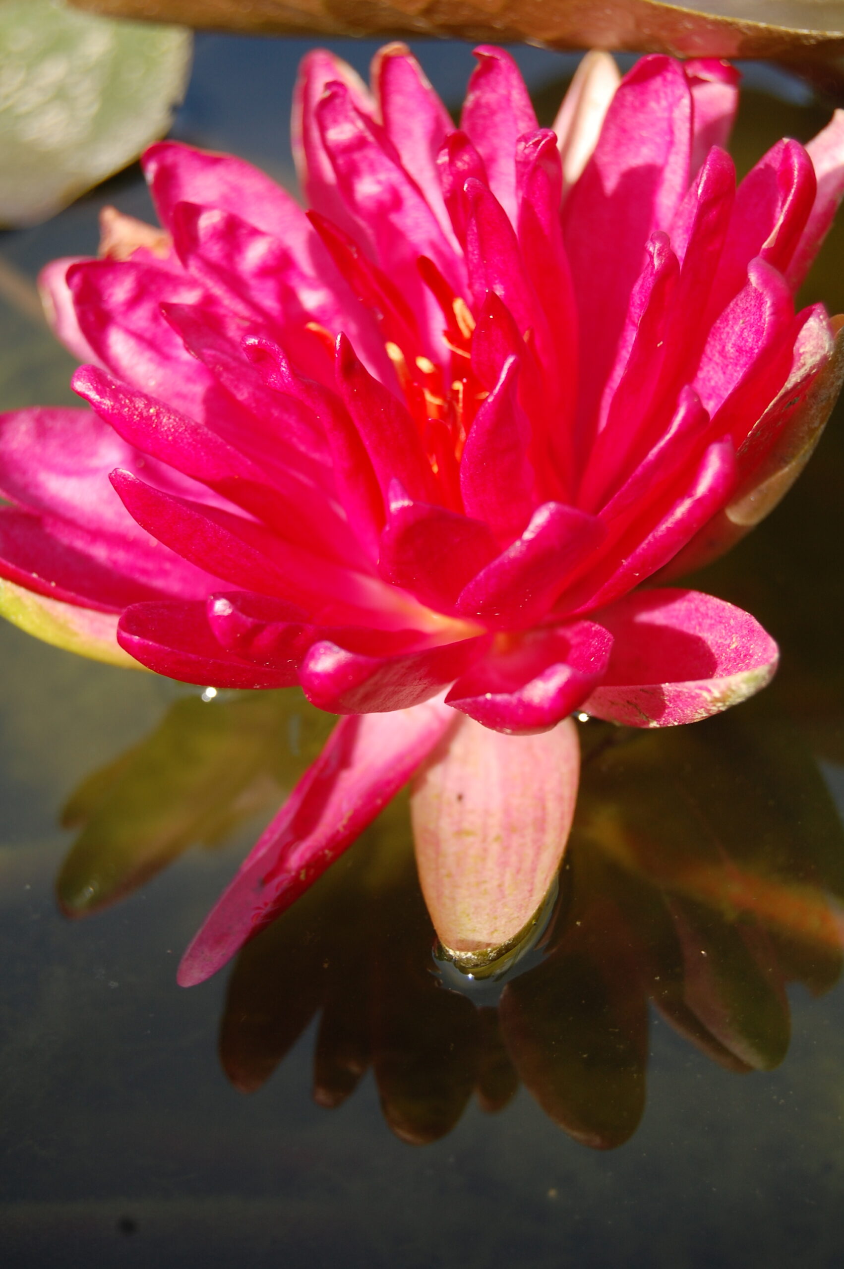 acheter nymphaea Diablotin for sale buy on line (1)