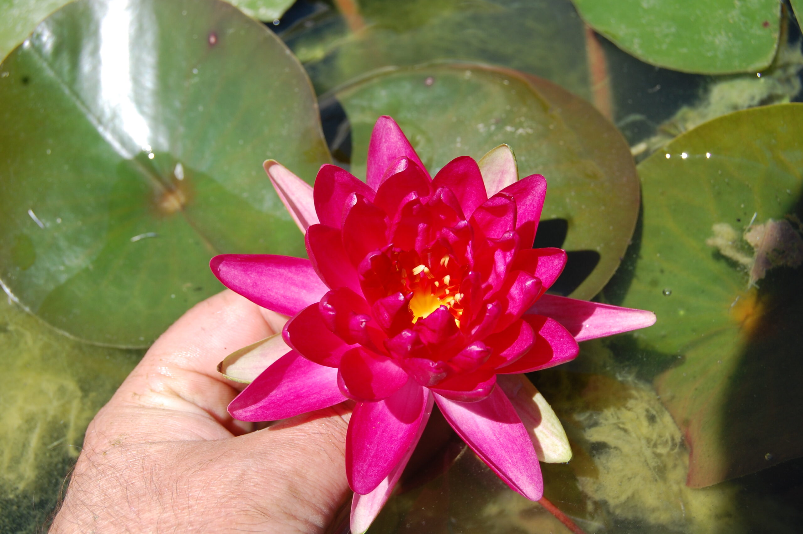 acheter nymphaea Diablotin for sale buy on line (11)